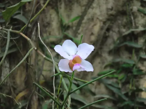 Papilionanthe