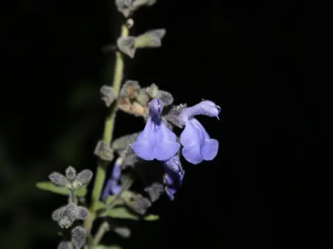 Grape-scented sage