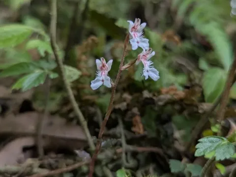 Odontochilus