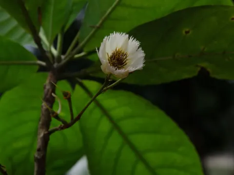 Elaeocarpus grandiflorus