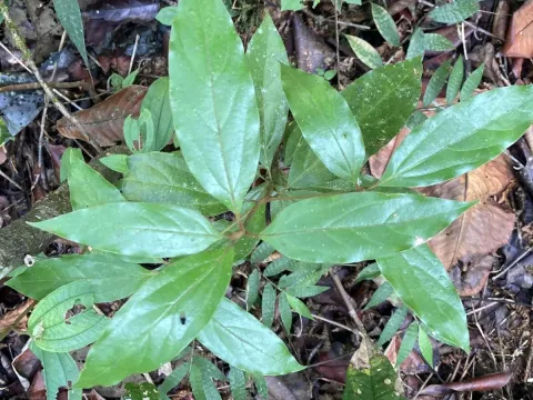 Actinodaphne albifrons