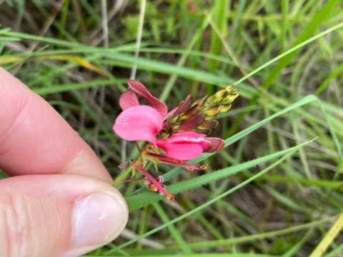 Indigofera