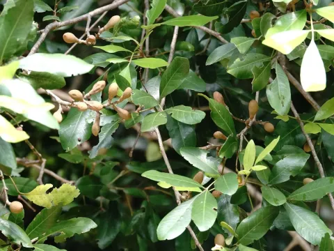 Aglaia elaeagnoidea