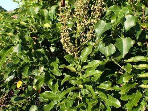 Deinbollia