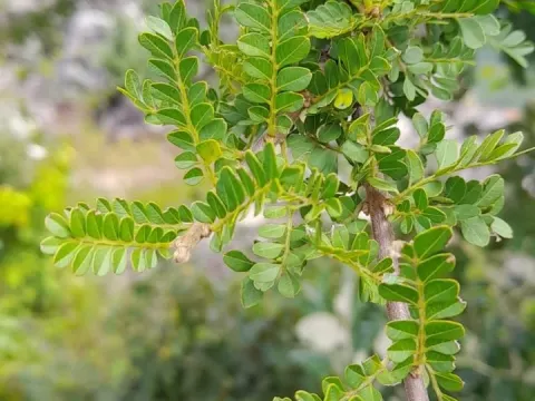 Haplocoelum