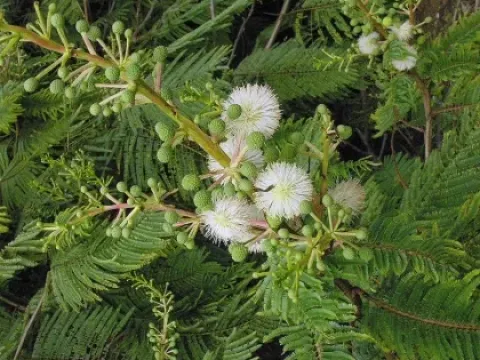 Acaciella