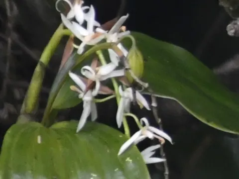 Dendrochilum