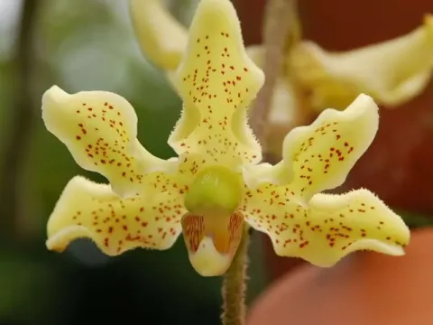 Dimorphorchis