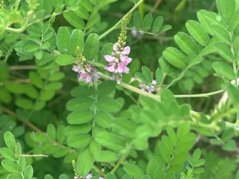 Indigofera bungeana
