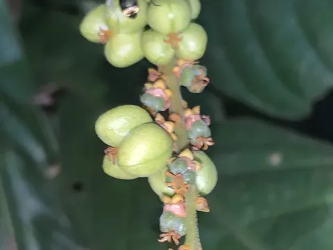 Agrostistachys