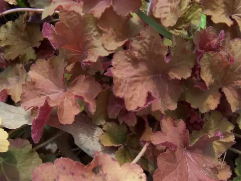Heuchera hybrids