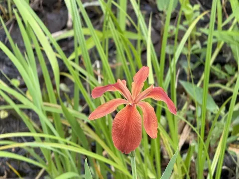 Copper Iris