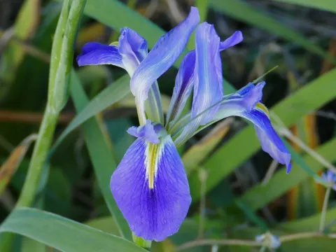 Hexagon iris