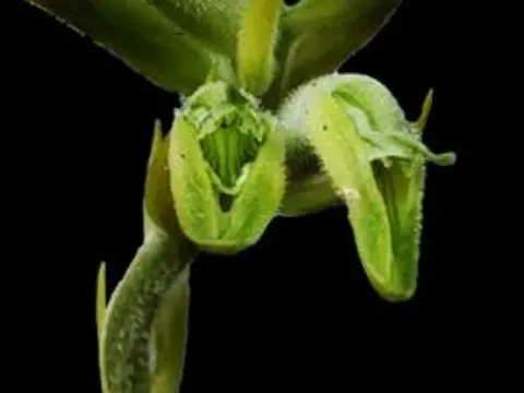 Lyroglossa