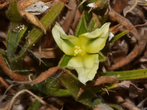 Cartonema
