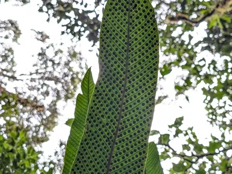Niphidium
