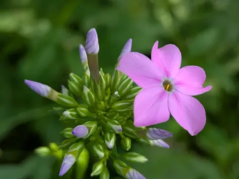 Smooth phlox