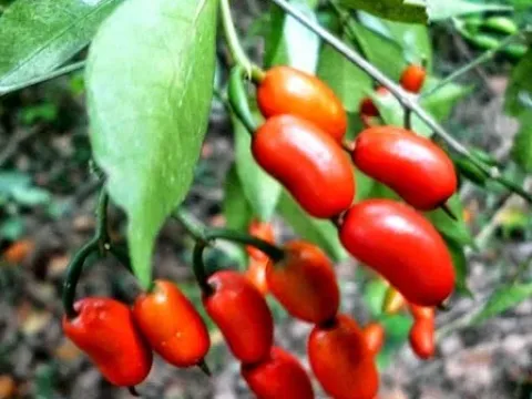 Петчия