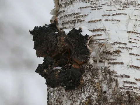 Chaga
