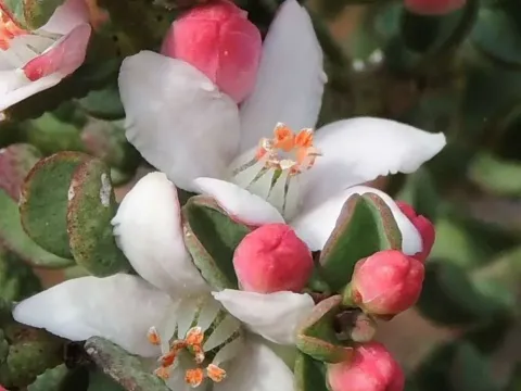 Philotheca verrucosa
