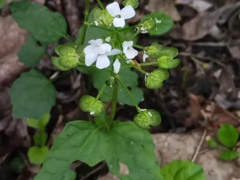 Pachyphragma