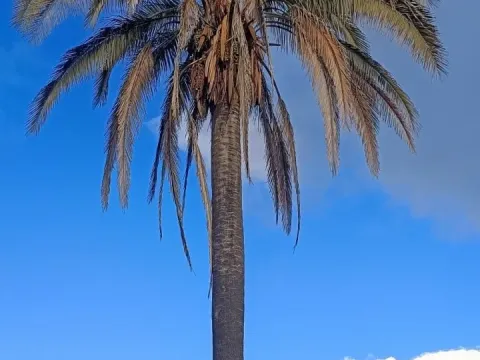 Parajubaea