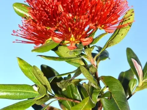 Xanthostemon youngii