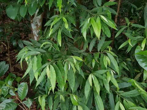 Elaeocarpus nitidus