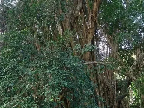 Ficus kurzii