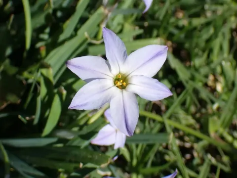 Tristagma uniflorum