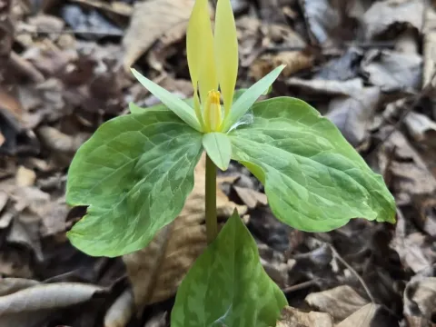 Yellow trillium