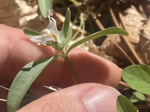 Least trillium