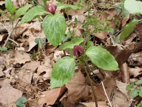 Trillium recurvatum