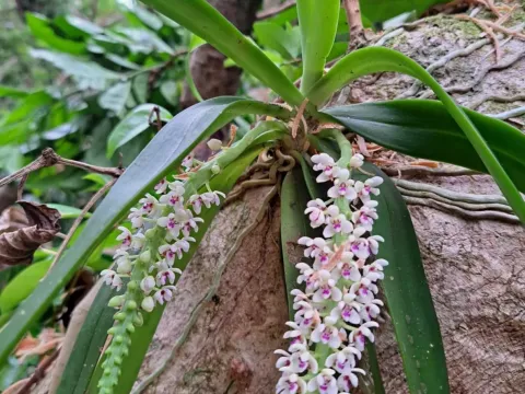 Tuberolabium