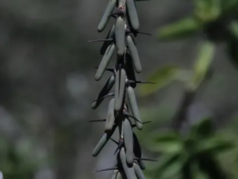 Alluaudiopsis