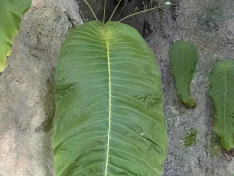 Monophyllaea