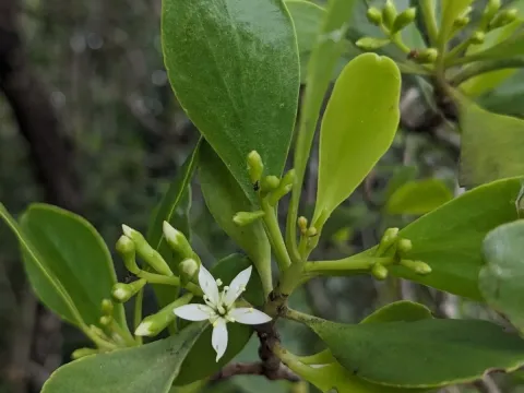 Lumnitzera