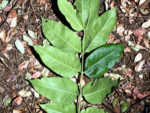 Fagaropsis