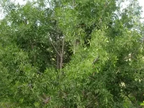 Zanthoxylum chalybeum