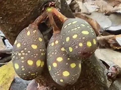 Фикус дикраностила