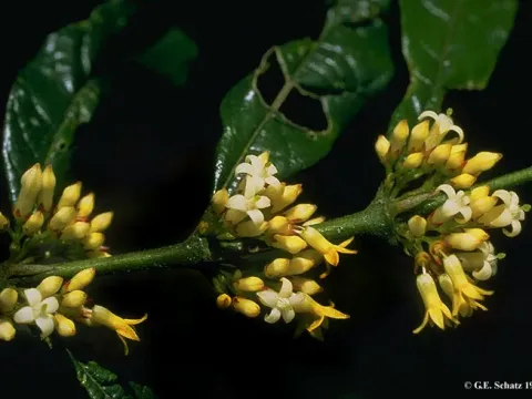 Pauridiantha