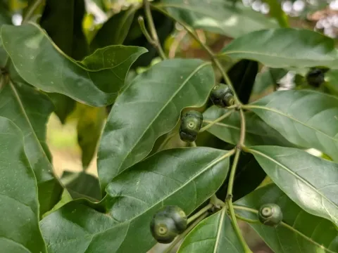 Morinda lucida
