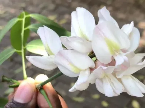 Craibia