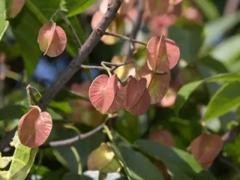 Craigia brownii