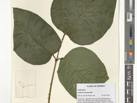 Erythrina excelsa