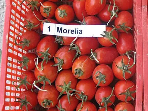 Морелія