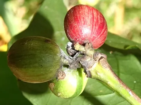 Excelsa coffee