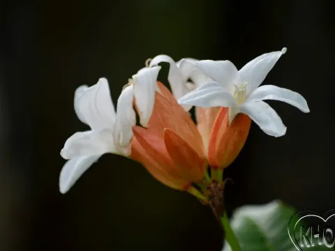 Erythrochiton