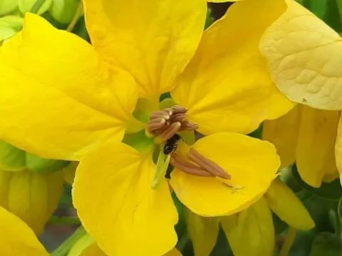 Senna surattensis