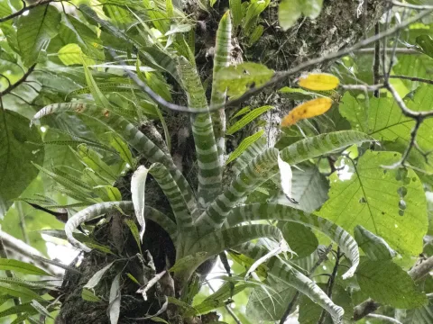 Aechmea fasciata